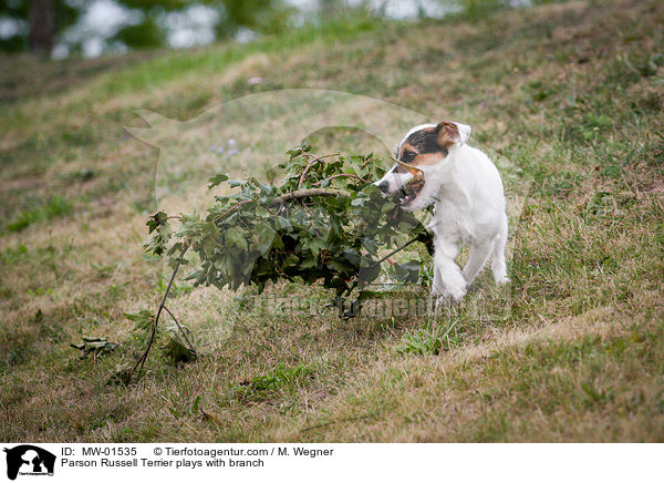 Parson Russell Terrier spielt mit Ast / Parson Russell Terrier plays with branch / MW-01535