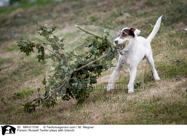 Parson Russell Terrier spielt mit Ast / Parson Russell Terrier plays with branch / MW-01536