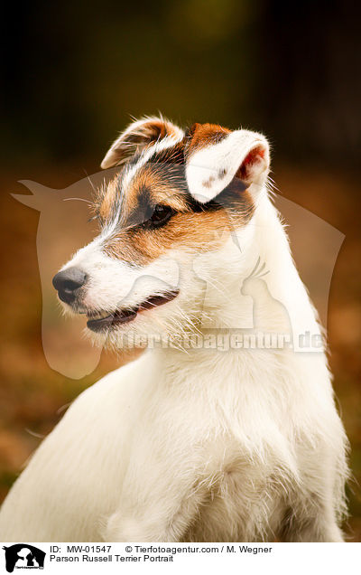 Parson Russell Terrier Portrait / Parson Russell Terrier Portrait / MW-01547