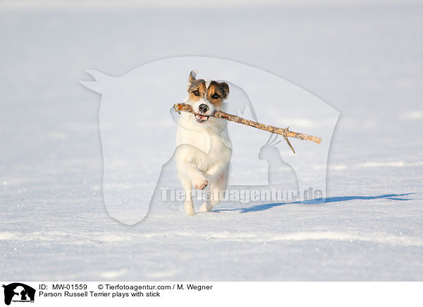 Parson Russell Terrier plays with stick / MW-01559