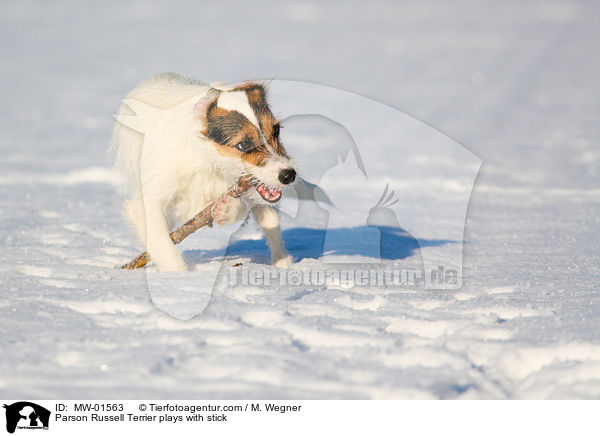 Parson Russell Terrier spielt mit Stckchen / Parson Russell Terrier plays with stick / MW-01563