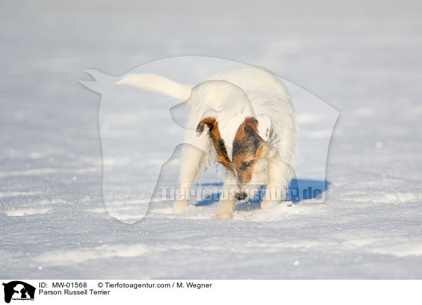 Parson Russell Terrier / Parson Russell Terrier / MW-01568