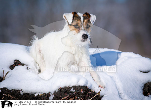 lying Parson Russell Terrier / MW-01575