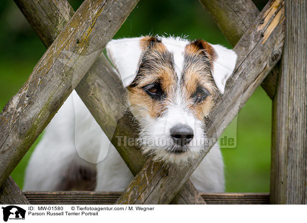 Parson Russell Terrier Portrait / MW-01580