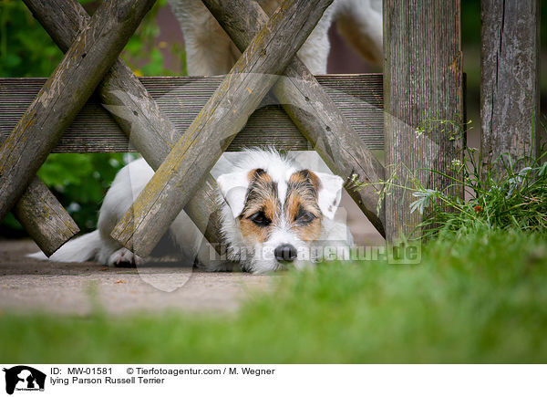 lying Parson Russell Terrier / MW-01581