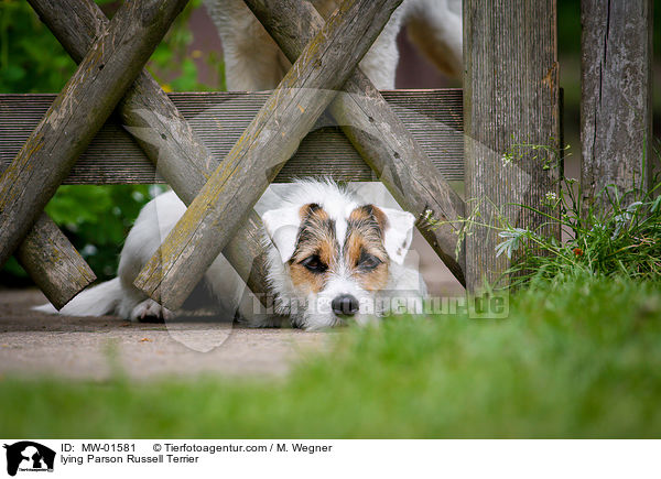 liegender Parson Russell Terrier / lying Parson Russell Terrier / MW-01581
