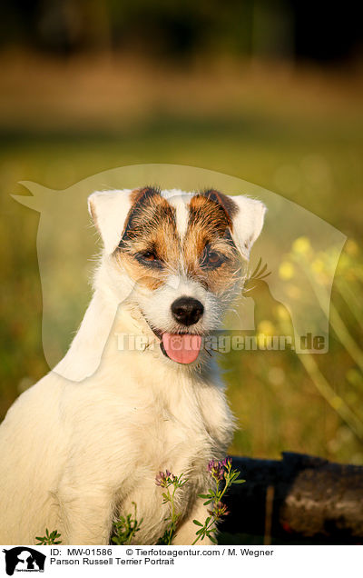 Parson Russell Terrier Portrait / MW-01586