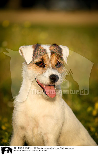 Parson Russell Terrier Portrait / MW-01588