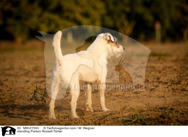 stehender Parson Russell Terrier / standing Parson Russell Terrier / MW-01593