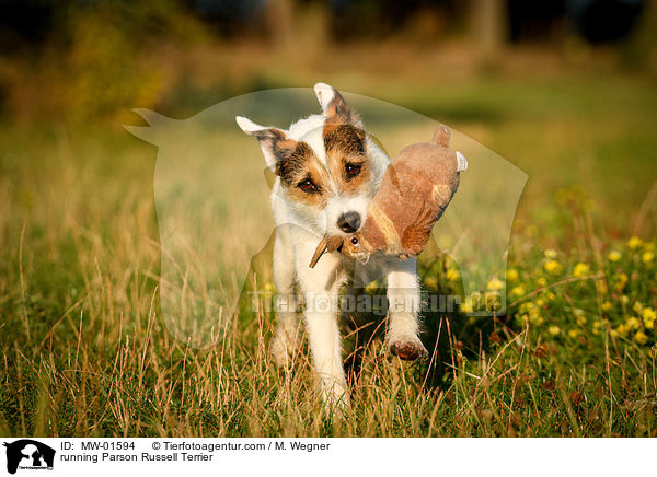running Parson Russell Terrier / MW-01594