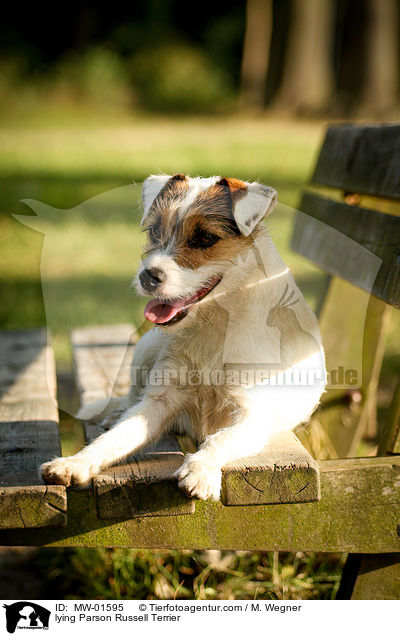 lying Parson Russell Terrier / MW-01595