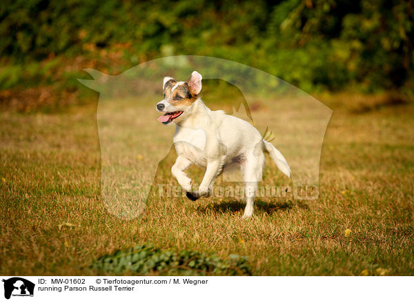 running Parson Russell Terrier / MW-01602