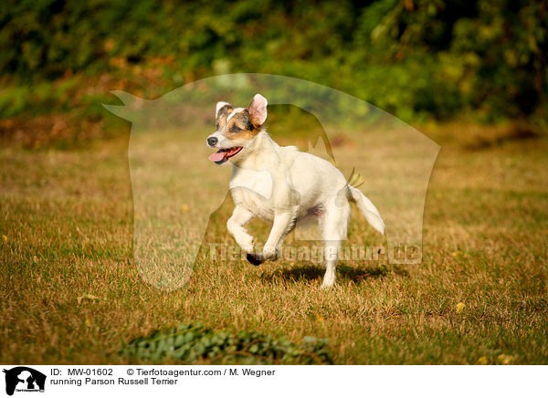 rennender Parson Russell Terrier / running Parson Russell Terrier / MW-01602