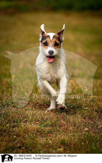 rennender Parson Russell Terrier / running Parson Russell Terrier / MW-01605