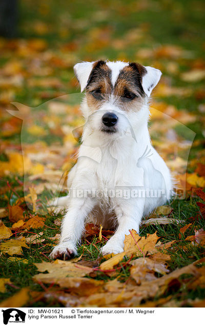 liegender Parson Russell Terrier / lying Parson Russell Terrier / MW-01621