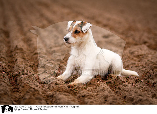 liegender Parson Russell Terrier / lying Parson Russell Terrier / MW-01625