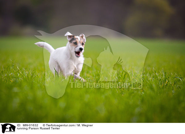 rennender Parson Russell Terrier / running Parson Russell Terrier / MW-01632