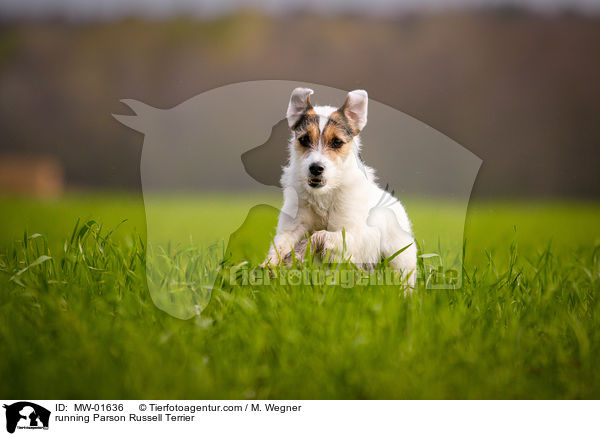 rennender Parson Russell Terrier / running Parson Russell Terrier / MW-01636