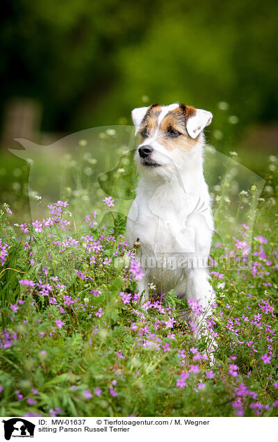 sitzender Parson Russell Terrier / sitting Parson Russell Terrier / MW-01637