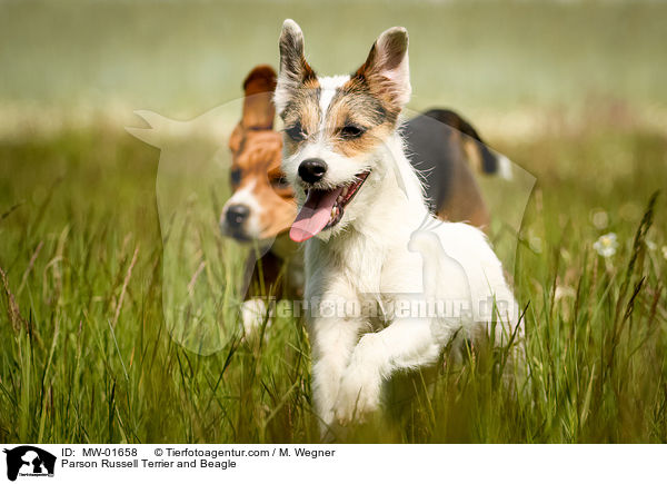 Parson Russell Terrier und Beagle / Parson Russell Terrier and Beagle / MW-01658