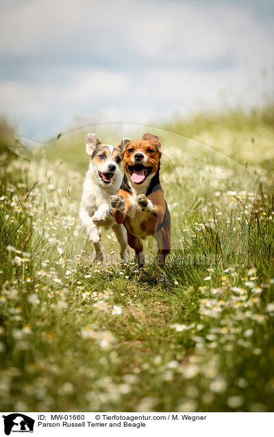 Parson Russell Terrier und Beagle / Parson Russell Terrier and Beagle / MW-01660
