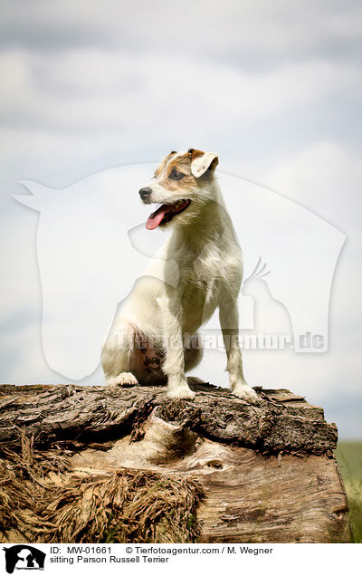 sitting Parson Russell Terrier / MW-01661
