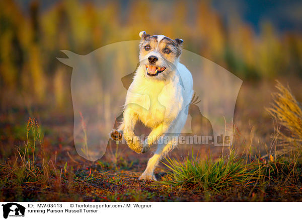 rennender Parson Russell Terrier / running Parson Russell Terrier / MW-03413