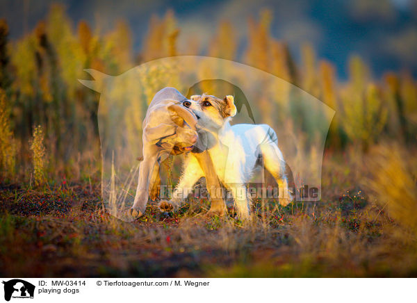 spielende Hunde / playing dogs / MW-03414