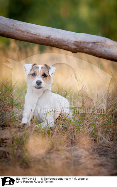 lying Parson Russell Terrier / MW-04468