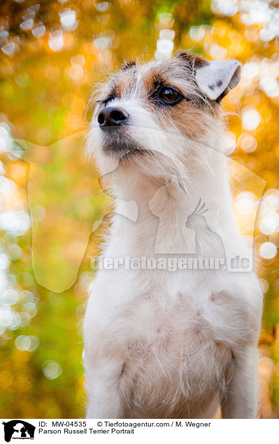 Parson Russell Terrier Portrait / MW-04535