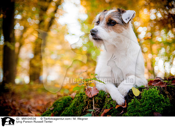 lying Parson Russell Terrier / MW-04536