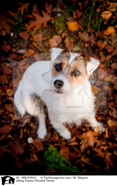 sitting Parson Russell Terrier / MW-04542