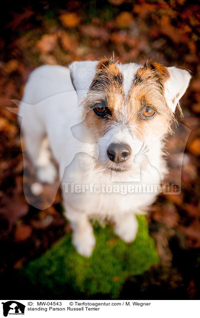 standing Parson Russell Terrier / MW-04543