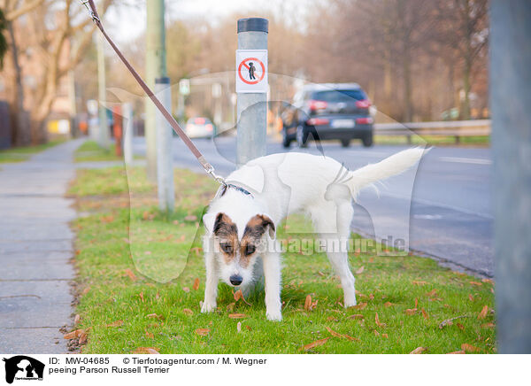 peeing Parson Russell Terrier / MW-04685