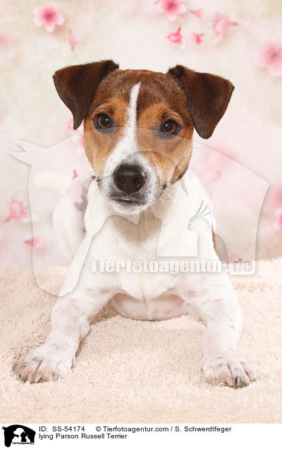 liegender Parson Russell Terrier / lying Parson Russell Terrier / SS-54174