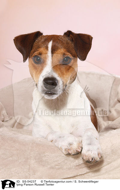 liegender Parson Russell Terrier / lying Parson Russell Terrier / SS-54237