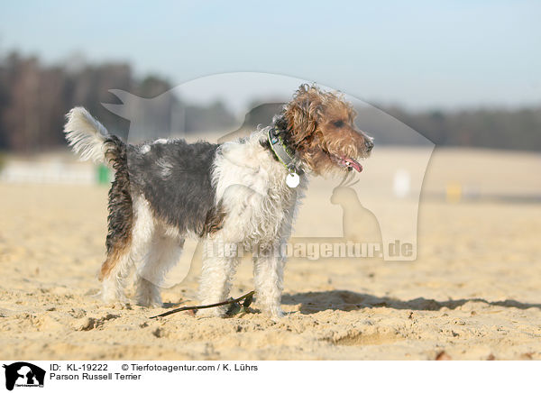 Parson Russell Terrier / Parson Russell Terrier / KL-19222