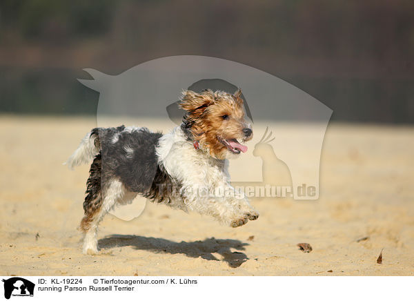 rennender Parson Russell Terrier / running Parson Russell Terrier / KL-19224