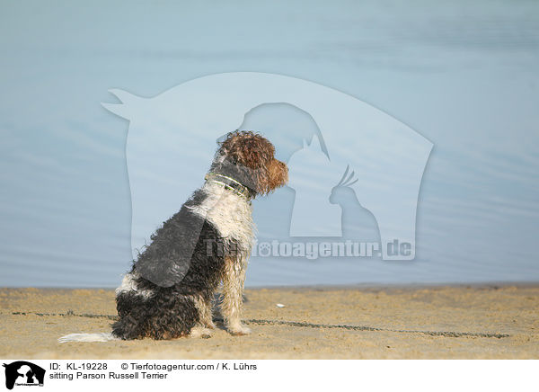 sitzender Parson Russell Terrier / sitting Parson Russell Terrier / KL-19228
