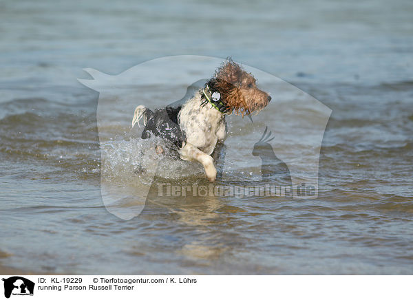 rennender Parson Russell Terrier / running Parson Russell Terrier / KL-19229