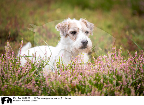 Parson Russell Terrier / TAH-01068