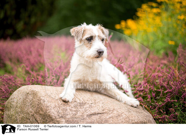 Parson Russell Terrier / Parson Russell Terrier / TAH-01069