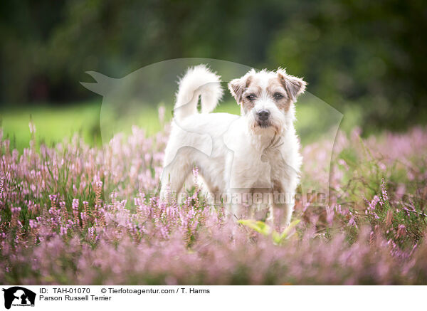 Parson Russell Terrier / TAH-01070