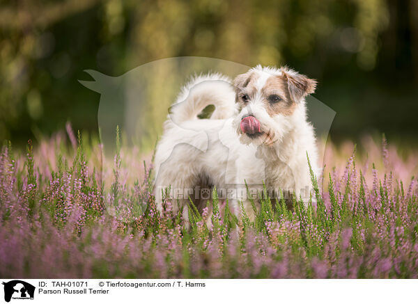 Parson Russell Terrier / Parson Russell Terrier / TAH-01071