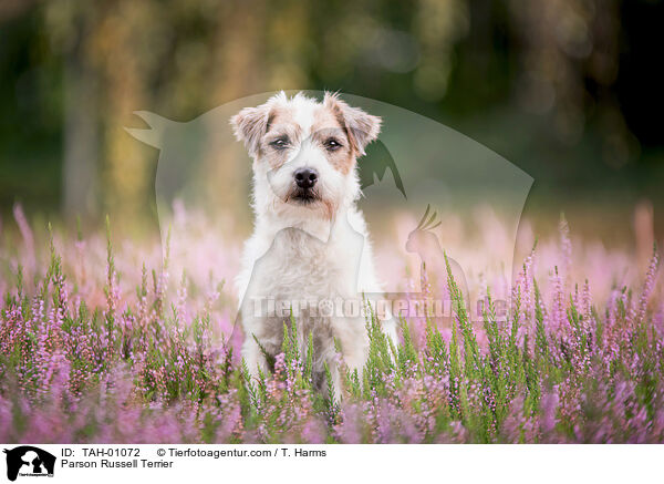 Parson Russell Terrier / Parson Russell Terrier / TAH-01072