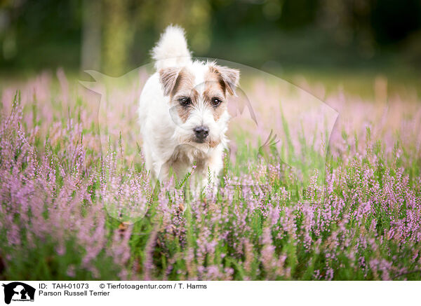 Parson Russell Terrier / TAH-01073