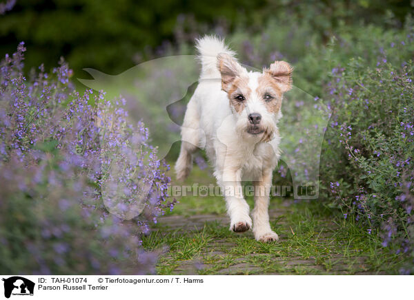 Parson Russell Terrier / Parson Russell Terrier / TAH-01074
