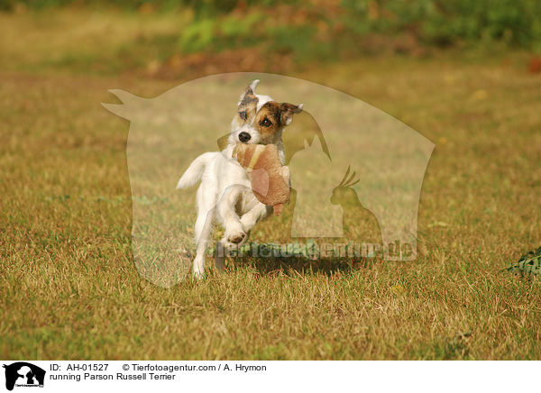 running Parson Russell Terrier / AH-01527
