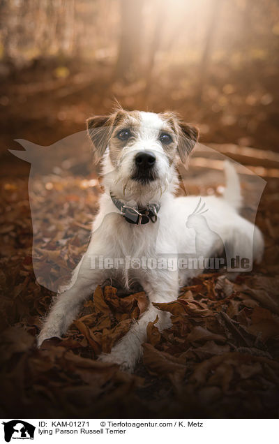 liegender Parson Russell Terrier / lying Parson Russell Terrier / KAM-01271