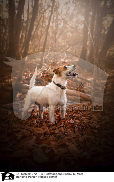 standing Parson Russell Terrier / KAM-01272